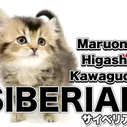 【 サイベリアン 】美しきブラウンの被毛！可愛らしいお顔のサイベちゃんの登場！