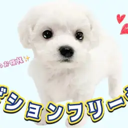 【 ビションフリーゼ 】純白のプリンセス！愛嬌たっぷりのビションちゃんの登場！