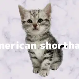 【 アメリカンショートヘアー 】シルバータビーが美しい！柄良し、性格良しの女の子