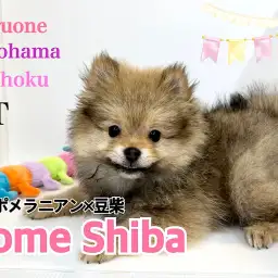 【 MIX 】小さめに成長中!ポンシーちゃんの生後3ヶ月