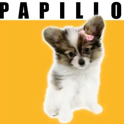 【 パピヨン 】大きなお耳が特徴のプリンセス!