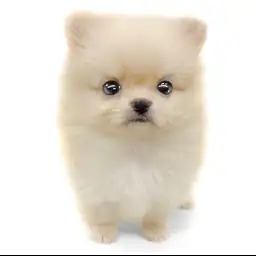 ポメラニアン