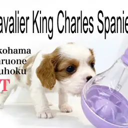 【 キャバリア 】優しい眼差しにマシュマロボディ!究極の癒し犬