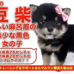 【 豆柴 】ミニマムサイズを受け継いだ待望の黒豆柴の女の子!!