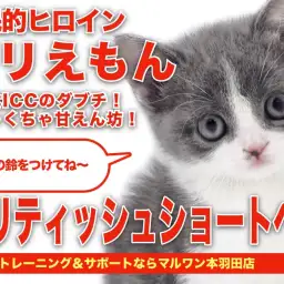 【 ブリティッシュショートヘア 】希少カラーの女の子!ぶりえもん登場!