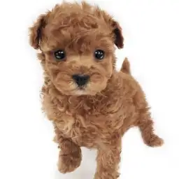 トイ・プードル