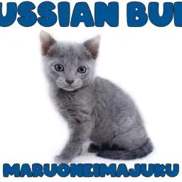 【 ロシアンブルー 】甘えん坊の緊張知らず！究極の癒し系にゃんこがやってきた！