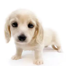 ミニチュア・ダックスフント