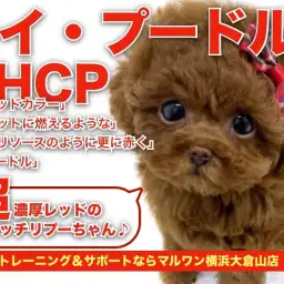 【 トイプードル 】両親タイニーサイズ!育てやすさNO.1の超濃厚ガール!!