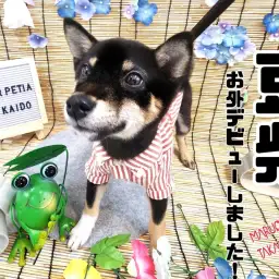 【 豆柴 】お外デビューしました！