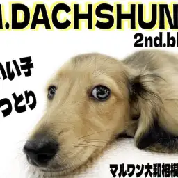 【 ミニチュアダックス 】もうすぐお散歩デビュー!お手入れも大好きな優しい性格!