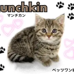 【 マンチカン 】短足猫のトップスター!美男子マンチカンちゃん