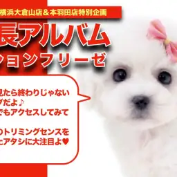 【 ビションフリーゼ成長アルバム 】お手入れセンス抜群の女の子の成長期!