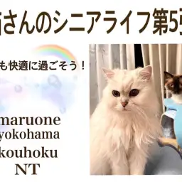 【 お役立て情報 】シニア猫さんの梅雨対策