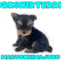 【 ヨークシャーテリア 】生後64日体重469g!手乗りサイズの極小ヨーキー登場