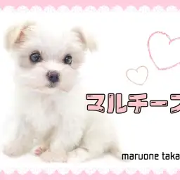 【 マルチーズ 】白い天使!太陽のように明るく元気な女の子!