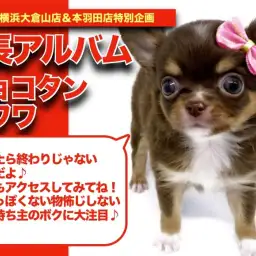 【 チョコタンチワワくんの成長アルバム 】物怖じしない性格のチワワくんの成長記！
