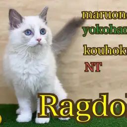 【 ラグドール 】神秘的にゃんこラグドールちゃんの生後114日の今