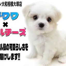 【 MIX 】大きな瞳と短いマズルが可愛い!チワワとマルチーズのMIXチワマル!