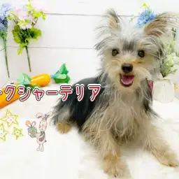 【 ヨークシャーテリア 】生後半年を迎えた天真爛漫ヨーキーちゃん!