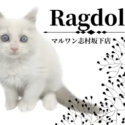 【 ラグドール 】有無を言わせない位圧倒的美猫!志村坂下店のマドンナにゃんこ