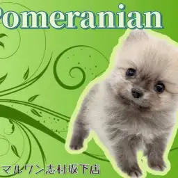【 ポメラニアン 】タヌキじゃないよ、ポメラニアンだよ!天性の可愛さの持ち主