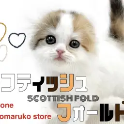 【 スコティッシュフォールド 】三毛のキャリコ猫!可愛さと癒しを詰め込んだ女の子