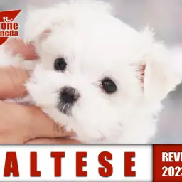 【 マルチーズ 】短足キュートなマルチーズちゃん!シルキープリンセスの登場!