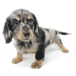 ミニチュア・ダックスフント