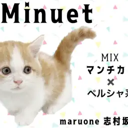 【 ミヌエット 】マンチカンとペルシャのいいところが凝縮!短足ミヌエット登場!