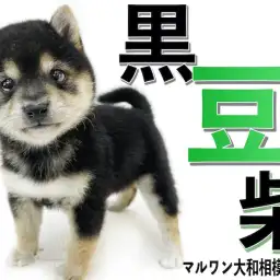 【 豆柴 】手乗りサイズの超小柄！生後2ヶ月で体重800g台の懐っこい黒豆柴！