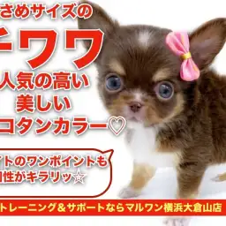 【 チワワ 】ホワイトのポイントで個性がキラリ！小さめサイズのチョコタン！