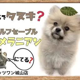 【 ポメラニアン 】まるでタヌキ?可愛すぎるウルフセーブルぽめちゃん