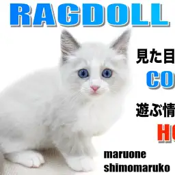 【 ラグドール 】穏やかなにゃんこ代表?!青い瞳が特徴の貴公子現る!