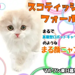 【 スコティッシュフォールド 】まるで某キャラクター!丸い頭の垂れ耳猫