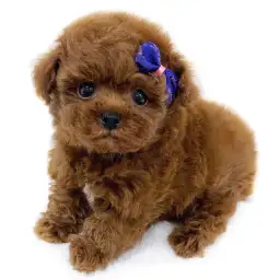 トイ・プードル