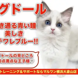 【 ラグドール 】永遠に変わらない透き通る青い瞳!!美しきハチワレブルー!