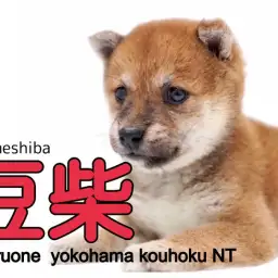 【 豆柴 】ミニマムサイズの豆柴ちゃんチワワちゃんと間違えちゃう??