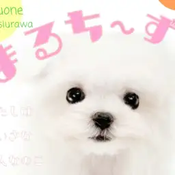 【 マルチーズ 】まっしろふわふわ小さな天使!みんなと仲良しフレンドリーな女の子