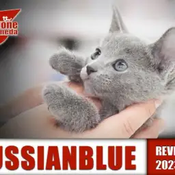 【 ロシアンブルー 女の子 】ブルーベルベットを身に纏う高貴なお姫様登場!!