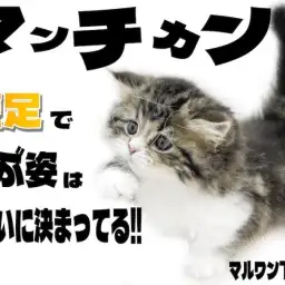 【 マンチカン 】コミカルな動きと短足で遊ぶ姿が可愛すぎる!ポージングにも注目?