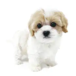 MIX（キャバリアキングチャールズスパニエル×マルチーズ）