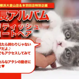 【 ブリティッシュショートヘアのアルバム 】青と白のツートンにゃんこの成長記録