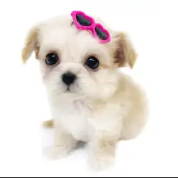 MIX（チワワ×トイプードル）