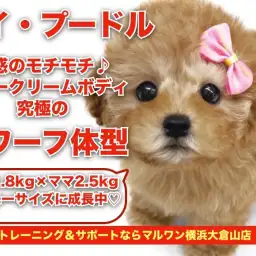 【 トイプードル 】濃いめアプリコット!人気の高いドワーフ体型のプリンセス!