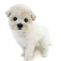 MIX（ビションフリーゼ×トイプードル）