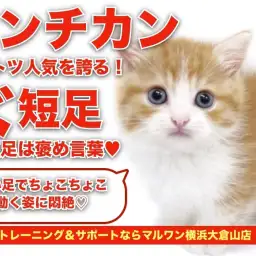 【 マンチカン 】短足は褒め言葉!ダントツ人気の短足マンチカンが仲間入り!