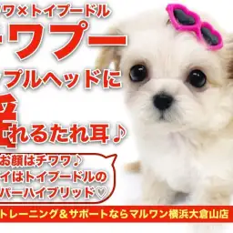 【 チワプー 】アップルヘッドに揺れる垂れ耳!ボリュームあるお尻は必見の可愛さ!!