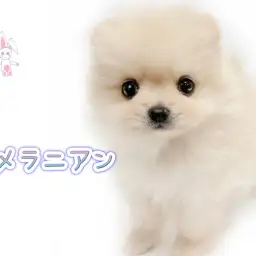 【 ポメラニアン 】ぬいぐるみのような容姿のタヌキ顔ポメちゃんが登場!