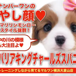 【 キャバリア 】優しい顔ならこの子で決まり!横浜ナンバーワンの癒やしフェイス!